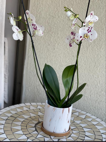 PlantMe Chile Úrsula Blanca con Fucsia (Orquídea grande) Review