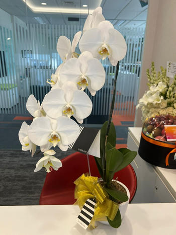 Outerbloom Classic White Orchid Majesty in Vase Review