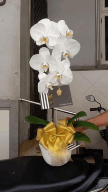 Outerbloom Classic White Orchid Majesty in Vase Review