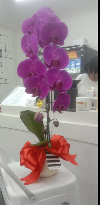 Outerbloom Classic Purple Orchid Majesty in Vase Review