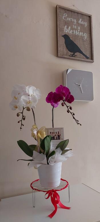 Outerbloom Classic Mixed Orchid Majesty in Vase Review