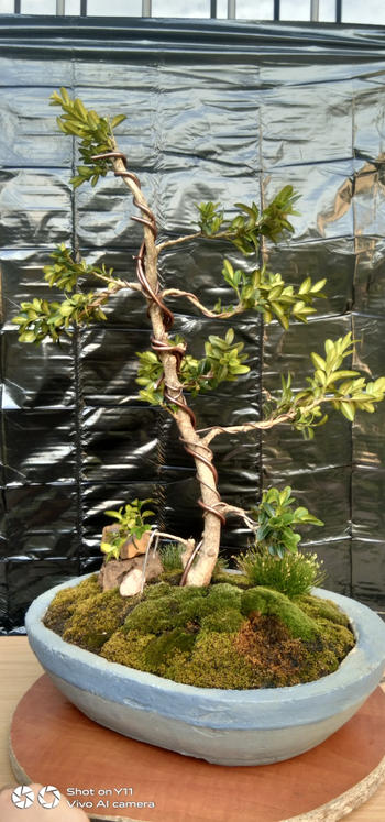 Bonsai Tree 6mm, Anodized aluminium wire Review