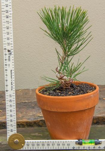 Bonsai Tree Japanese Black Pine Stock Review