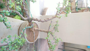Bonsai Tree 6mm, Anodized aluminium wire Review