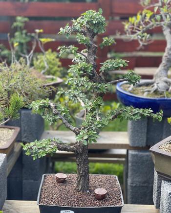 Bonsai Tree Bonsai Tree Fertilizer Containers Review