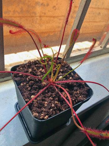 Bonsai Tree Sundew, Drosera capensis Review