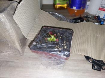 Bonsai Tree Venus Fly Trap, 'Whale.' Special Import. Review