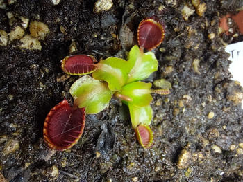 Bonsai Tree Venus Fly Trap, 'Henning Giant.' Special Import. Review