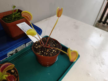 Bonsai Tree Venus Fly Trap, 'Cup Trap.' Special Import. Review