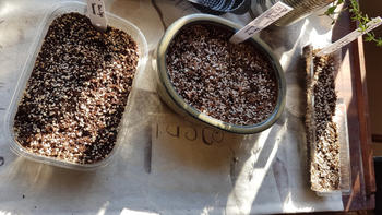 Bonsai Tree Professional Seedling Mix Review