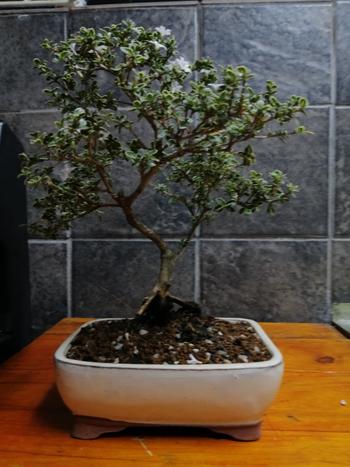 Bonsai Tree Ibaraki Hard Akadama, Small, 3-5mm Review
