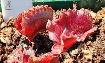 Bonsai Tree Venus Fly Trap, 'Giant Clam.' Special Import. Review