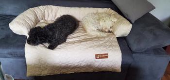 pelsbarn.de Pelsbarn kühlendes Sofabett (4-mal effektiver) Review