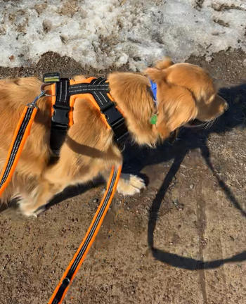 Chilly Dogs Inc Perfect Fit Harness Review
