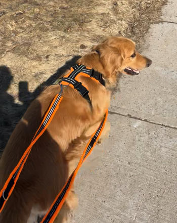 Chilly Dogs Inc Perfect Fit Harness Review