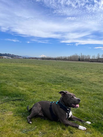 Chilly Dogs Inc Perfect Fit Harness Review