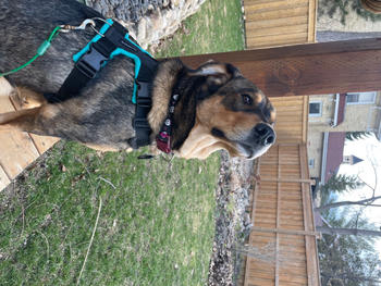 Chilly Dogs Inc Perfect Fit Harness Review