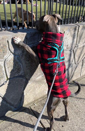 Chilly Dogs Inc Perfect Fit Harness Review