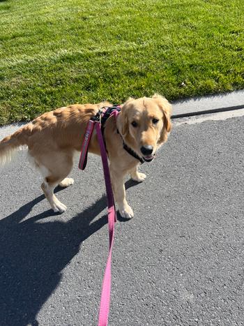 Chilly Dogs Inc Perfect Fit Harness Review