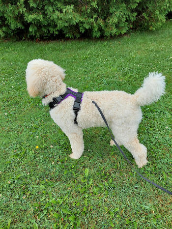 Chilly Dogs Inc Perfect Fit Harness Review