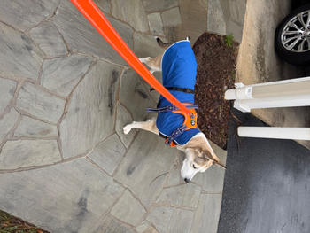 Chilly Dogs Inc Alpine Blazer 3-Season Dog Coat Review