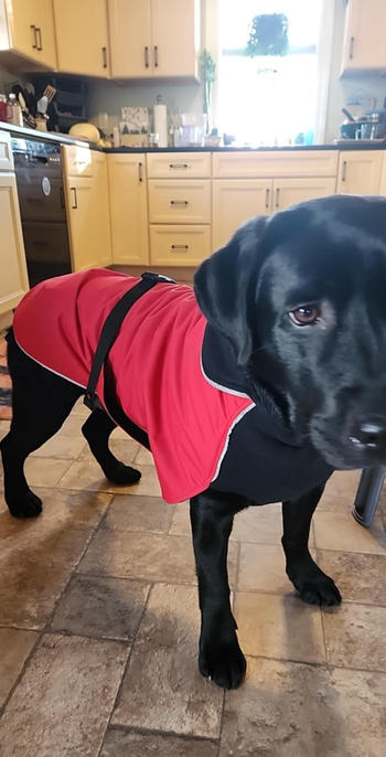 Chilly Dogs Inc Alpine Blazer 3-Season Dog Coat Review