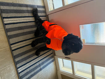 Chilly Dogs Inc Alpine Blazer 3-Season Dog Coat Review