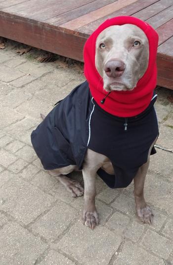 Chilly Dogs Inc Alpine Blazer 3-Season Dog Coat Review