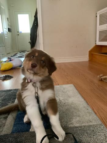 Chilly Dogs Inc West Paw Toppl Review