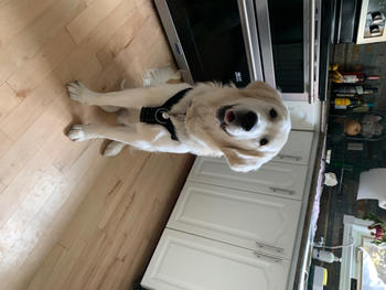 Chilly Dogs Inc Perfect Fit Harness Double Ended Training Leash Review