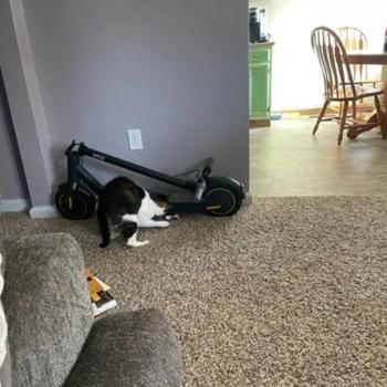 R3NEW Segway - Max G30P Electric Kick Scooter Foldable Electric Scooter w/40.4 Max Operating Range & 18.6 mph Max Speed - Black - MAX-G30P - Excellent Condition Review