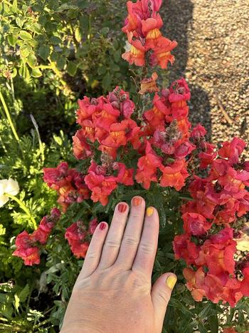 Cirque Colors Citron Jelly Review