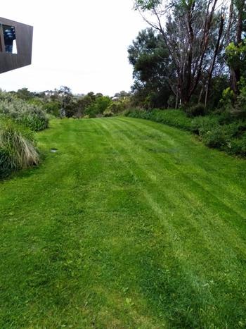 SunshowerOnline Rapid Green Budget Blend Lawn Seed Review