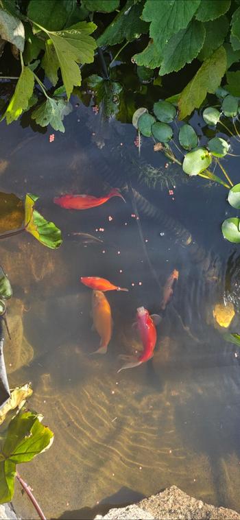 SunshowerOnline PondMAX Pressure Filters Review