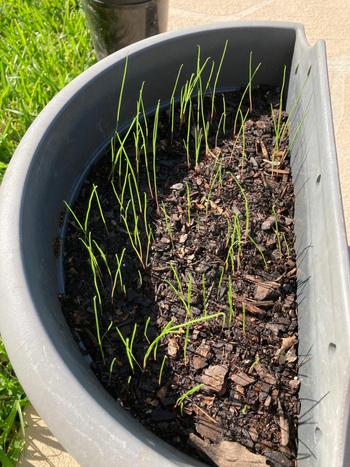 SunshowerOnline Landscape Range Drought Master Blend Lawn Seed Review