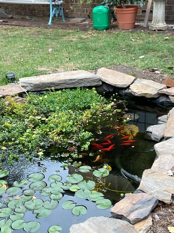 SunshowerOnline PondMAX Aeration Pump Kits Review