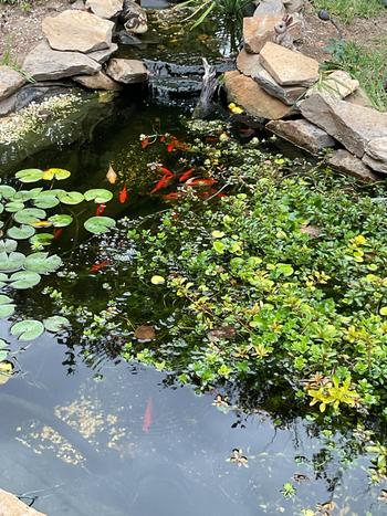 SunshowerOnline PondMAX Aeration Pump Kits Review