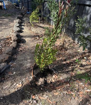 SunshowerOnline Drip Irrigation DIY Kit (inc. Rain Bird Timer) Review