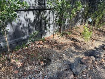 SunshowerOnline Drip Irrigation DIY Kit (inc. Rain Bird Timer) Review