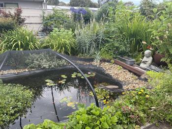 SunshowerOnline PondMAX Pond Clarifier Bacteria Review