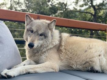 Ewegurt RAW  MARROW BONES for dogs - VENISON Review