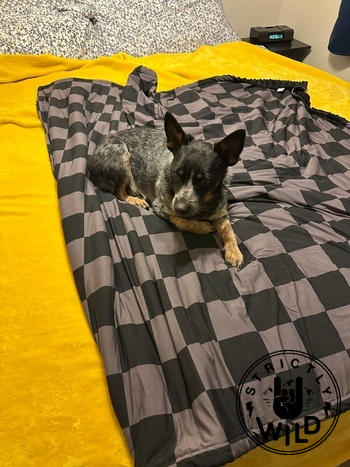 Strictly Wild Stealth Checker Blanket Review