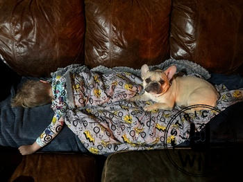 Strictly Wild Shadow Rider Blanket Review