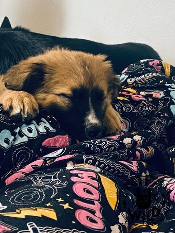 Strictly Wild Moto Girl Blanket Review