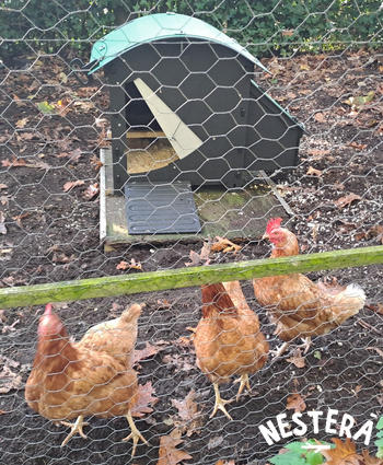 Nestera EU Chicken Coop Review