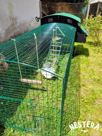 Nestera EU 1m Run Extension Review