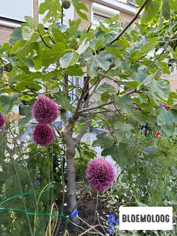 Bloemoloog Bio Allium 'Sphaerocephalon' - Trommelstokjes | 10 st. Review
