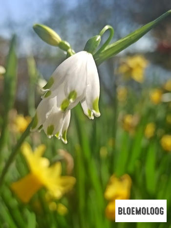 Bloemoloog Organic Leucojum aestivum 'Gravetye Giant' - Loddon lily | 5 pcs. Review