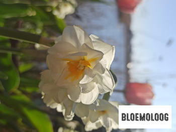 Bloemoloog Organic Narcissus 'Bridal Crown' - Bridal crown | 7 pcs. Review