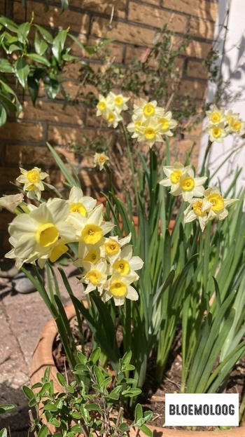 Bloemoloog Organic Narcissus tazetta 'Minnow' | 10 pcs. Review